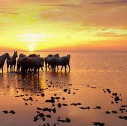 Des chevaux sur une plage de Camargue