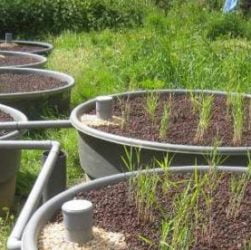 Un système de phytoépuration