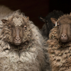 Le mouton shetland