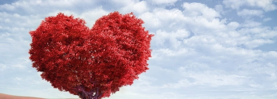 Un coeur fait avec un arbre