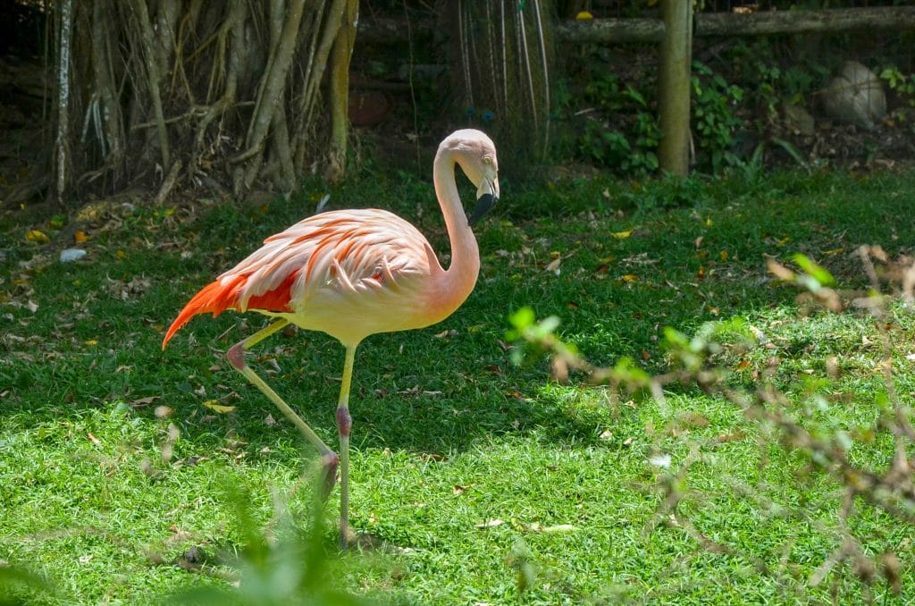 Le parc National de Guadeloupe