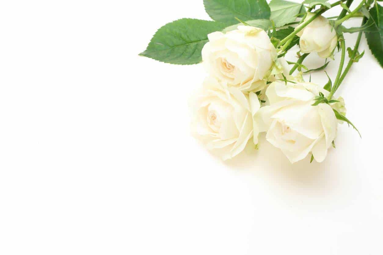 offrir un bouquet de roses blanches