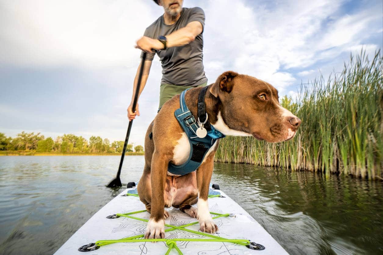 paddle avec son chien vacances