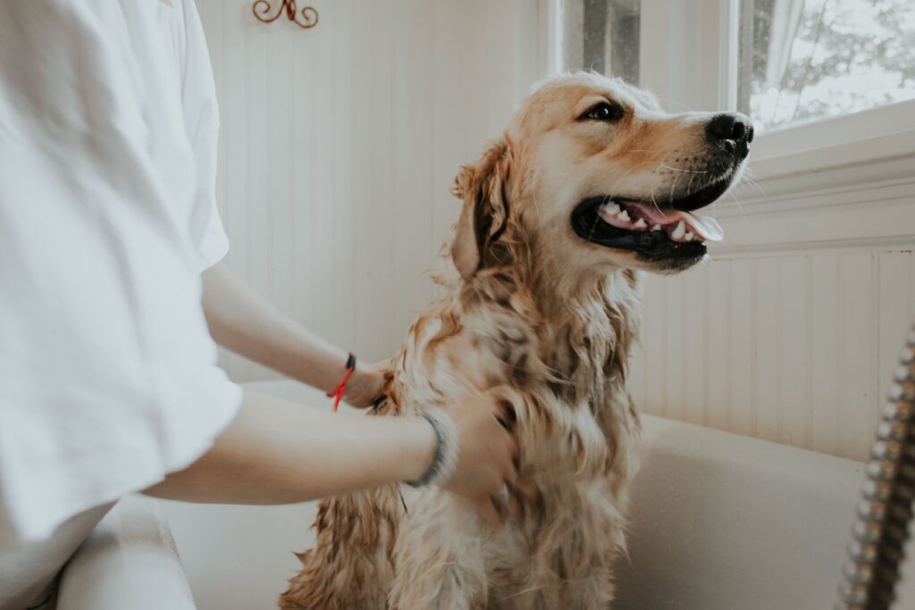 comment shampouiner son chien
