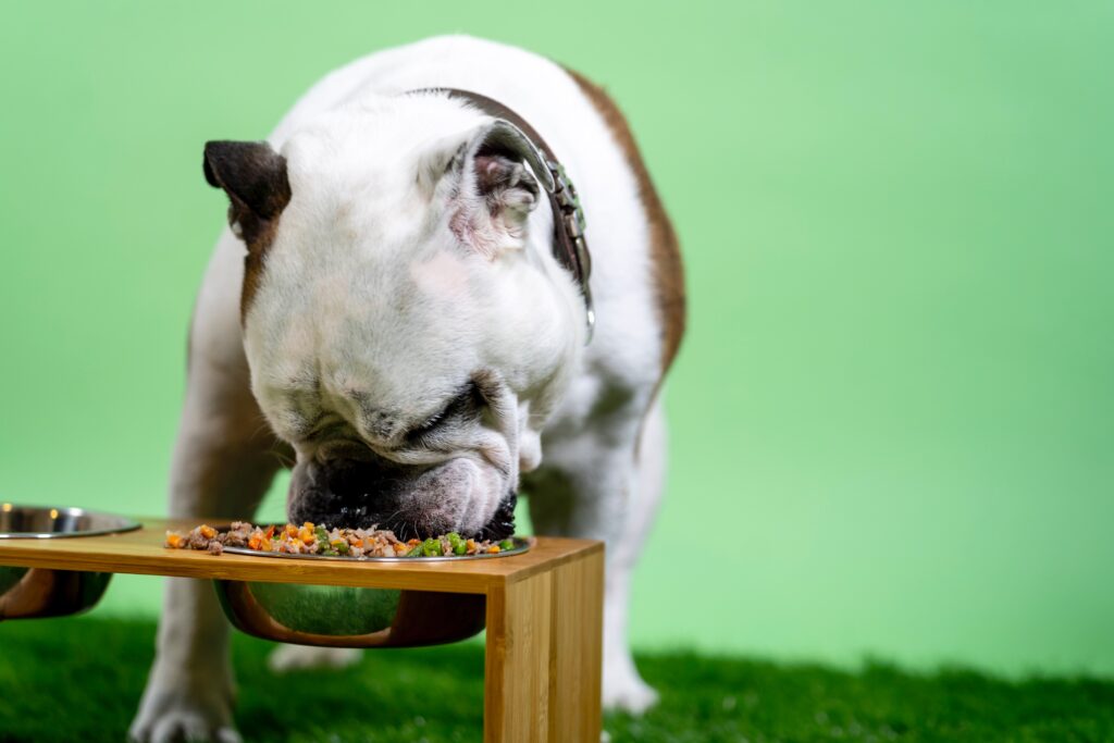 quelle nourriture donner à son chien ?